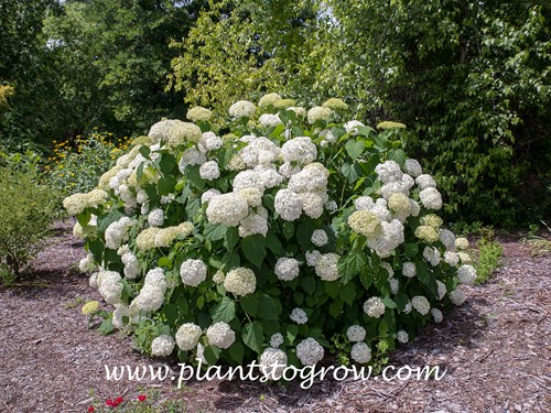 Smooth Hydrangea (Hydrangea arborescens)